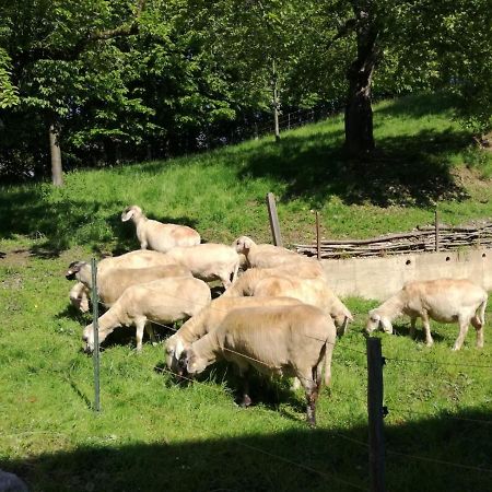 Landhof Ella - Ferienhaus Vor Den Toren Salzburgs Petting ภายนอก รูปภาพ