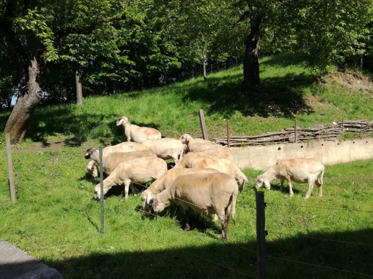Landhof Ella - Ferienhaus Vor Den Toren Salzburgs Petting ภายนอก รูปภาพ